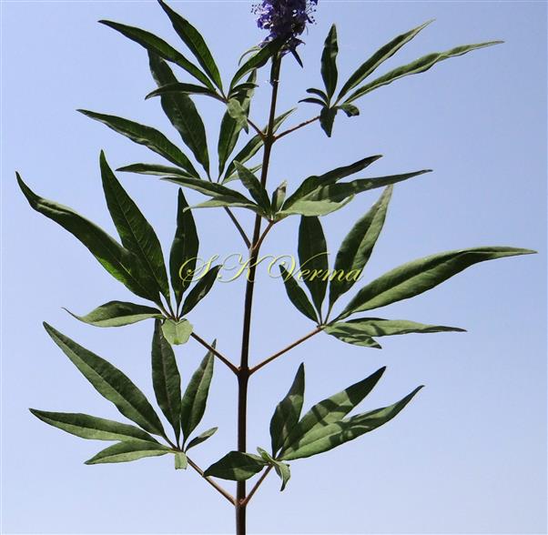  Shoot showing arrangement of Leaves